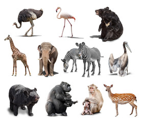 Ingelijste posters Wilde dieren Wilde dieren collectie geïsoleerd wit  © coffeemill