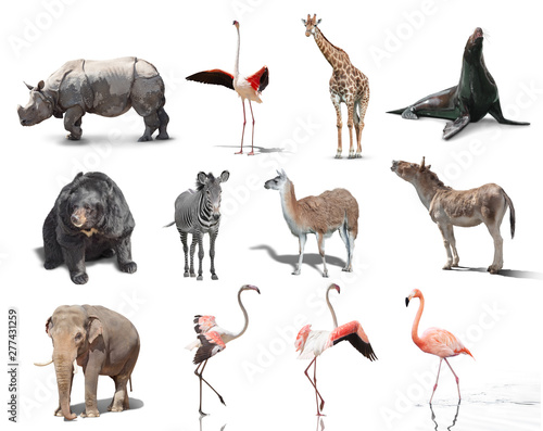 Fototapeta Naklejka Na Ścianę i Meble -  big set of wild animals isolated on white background