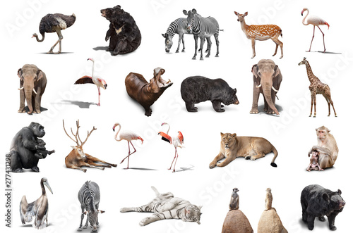 Fototapeta Naklejka Na Ścianę i Meble -  big set of wild animals isolated on white background
