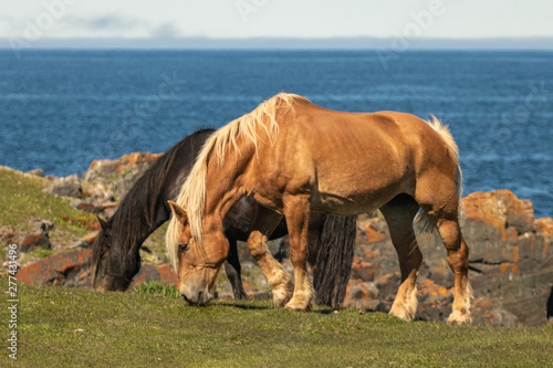 Wild horse grazing on grass in a coastal area with the ocean in the background.  © Scott Heaney
