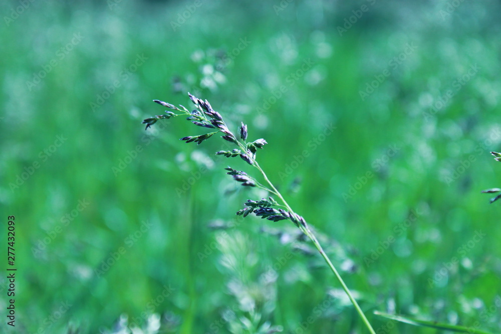 nature nature