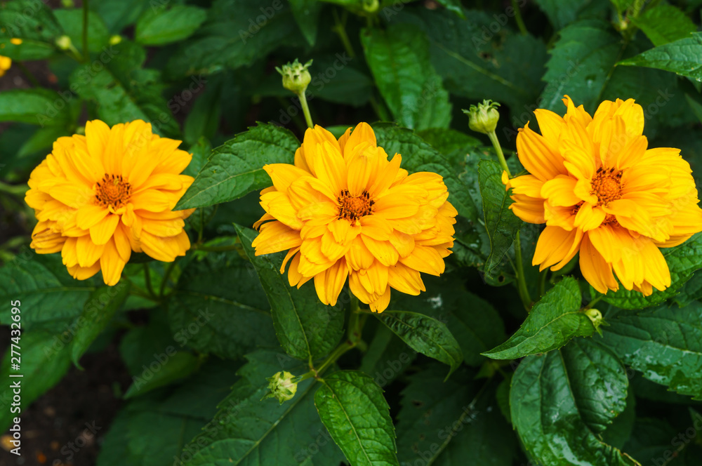 Flower yellow ziniya with a garden in the village. Summer landscape. Flower yellow ziniya with a garden in the village. Summer landscape.