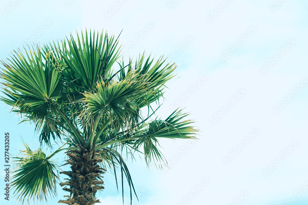 Fototapeta premium Green foliage palm trees.