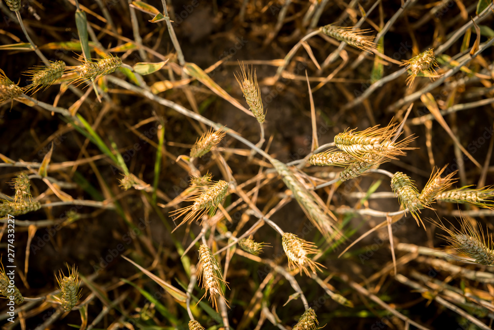 Naklejka premium Rye on a cultivated field. Agricultural concept, cultivation of crops. Cultivated field with grain, rye against other cereals. The approaching harvest, the work of farmers.