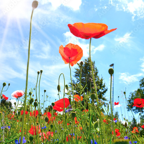 Mohnblumen - Blumenwiese ro...