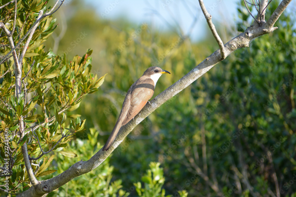 Yellow Billed Cuckoo bird perched on a branch in a national park Yellow Billed Cuckoo bird perched on a branch in a national park