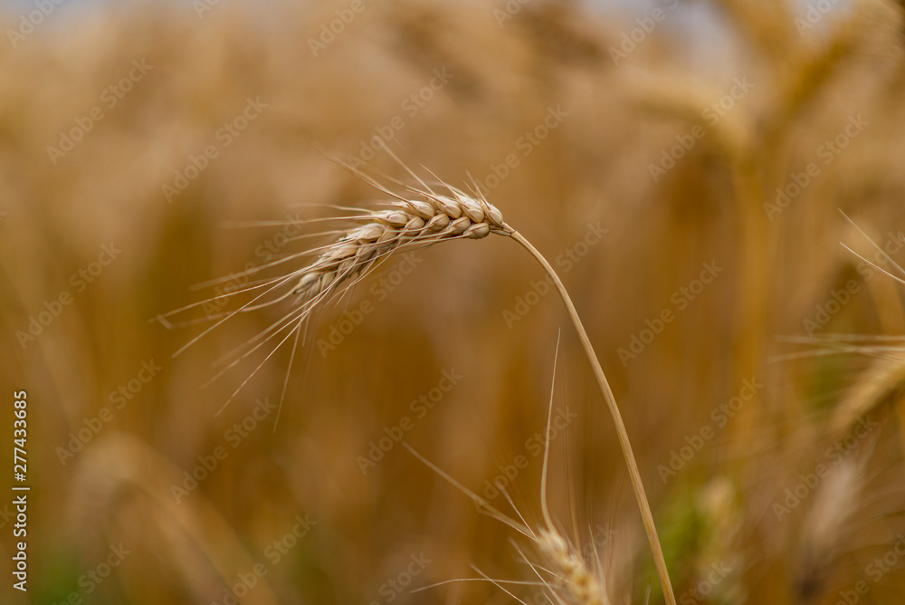 Wheat field. Ears of golden wheat close up. Wheat field. Ears of golden wheat close up.