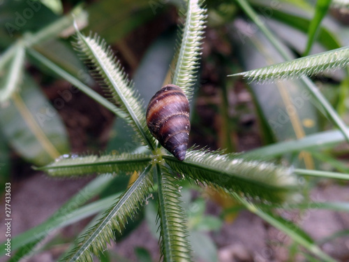 SML Insect Pictures