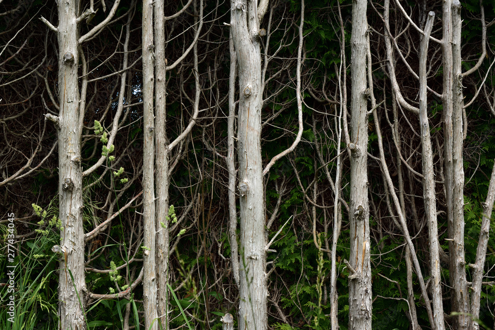 Nahaufnahme von kahlen Baumstämmen mit kahlen Ästen einer Hecke Nahaufnahme von kahlen Baumstämmen mit kahlen Ästen einer Hecke