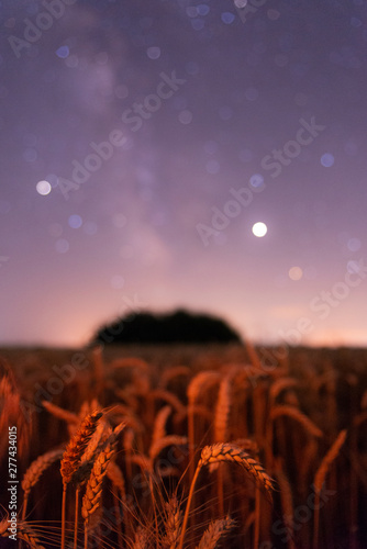 Wheat field with bokeh background from the stars