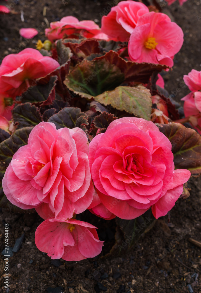 Beautiful flowers of terry orange begonia growing in the city garden. Beautiful flowers of terry orange begonia growing in the city garden.