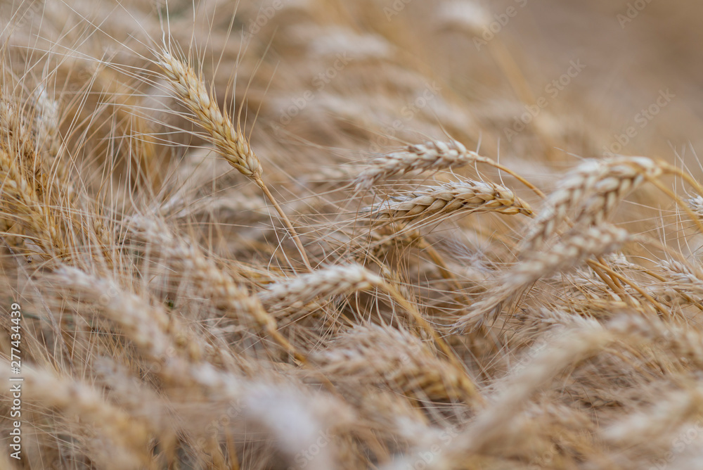 Fototapeta premium Wheat field. Ears of golden wheat close up.
