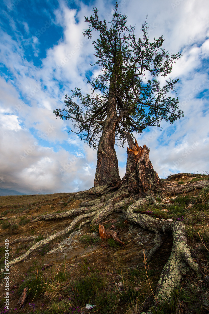 A tree with protruding roots against the sky on a rock. Big textured roots. Clouds in the sky. There is an old stump.