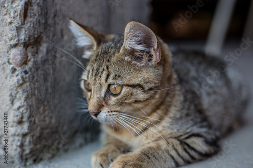Fototapeta Naklejka Na Ścianę i Meble -  Cat