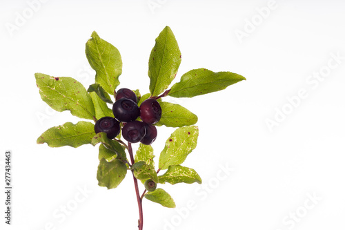 Rich Vitamin Source - Huckleberries