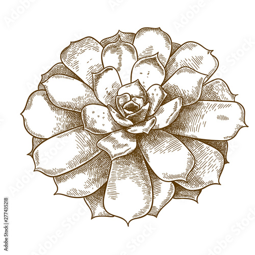 engraving illustration of echeveria lilacina