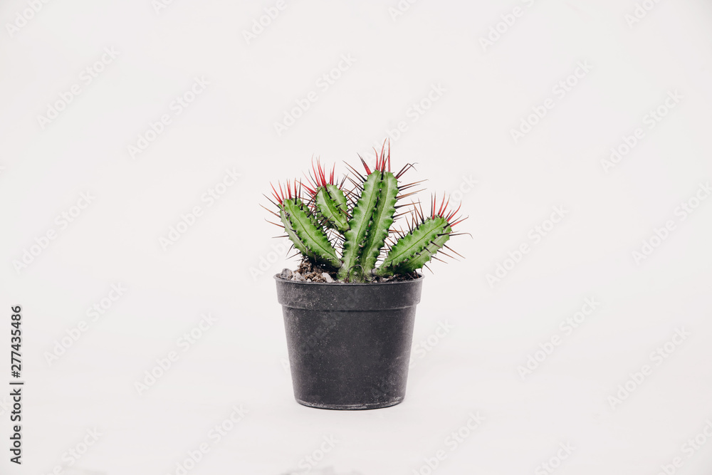 Cactus in a small pot on a light, white background. Concept of beautifying a house with succulents, cactuses. A green cactus in a plastic pot. Cactus in a small pot on a light, white background. Concept of beautifying a house with succulents, cactuses. A green cactus in a plastic pot.