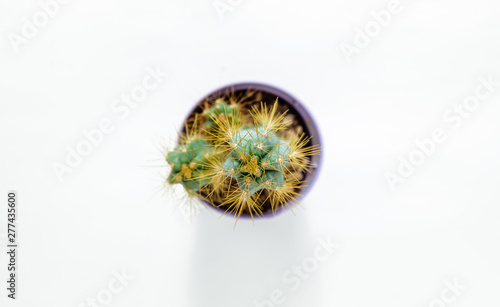 Top view of a cactus in a small pot on a bright white background. Concept of beautifying a house with succulents, cactuses. A green cactus in a plastic pot.