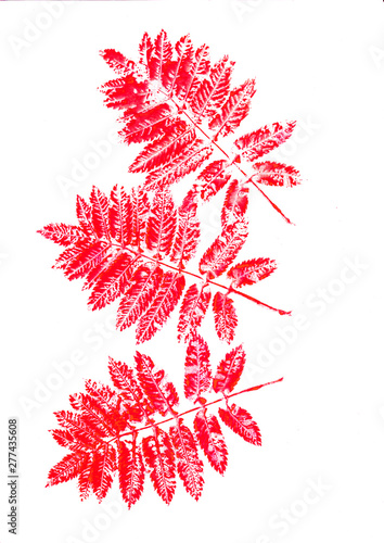 Hand dabstract, art, artistic, ash, aucuparia, backdrop, background, berries, branch, bright, brush, closeup, cluster, colrawn red watercolor rowan leaves on white background. Seamless autumn pattern.