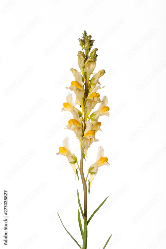 Naklejka premium Yellow toadflax - Linaria vulgaris