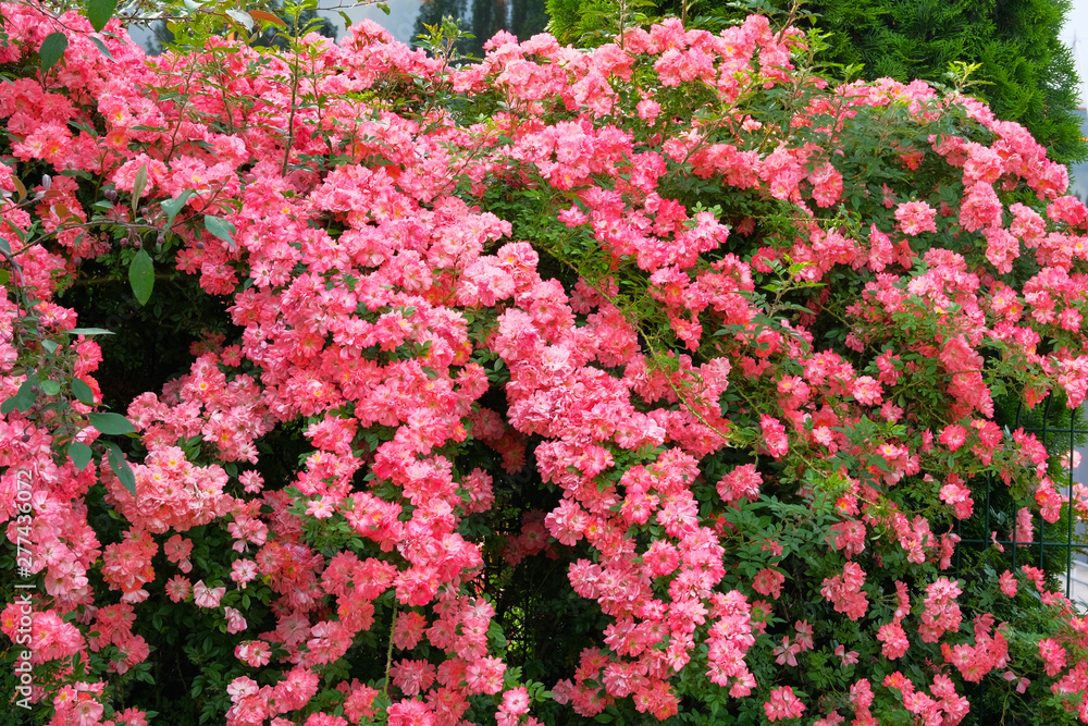 Fototapeta premium Pink blooming rose bush. Roses background in flowers garden. Bulgarian aromatic rose valley.