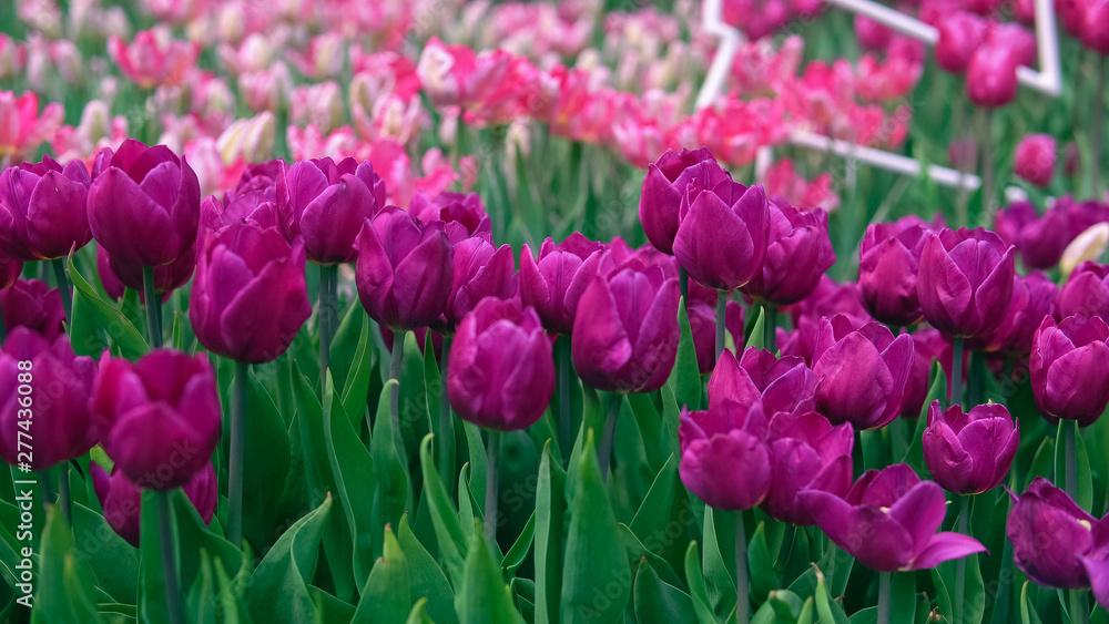 Amazing puple and pink tulips in the orangery. Diversity of tones of pink color.