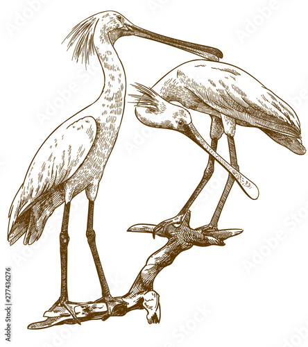 engraving illustration of two eurasian spoonbills