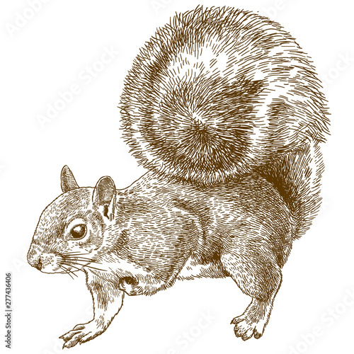 engraving illustration of eastern gray squirrel