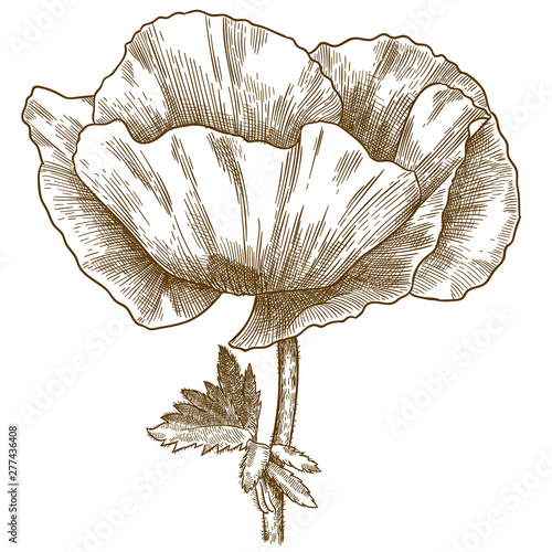 engraving illustration of poppy flower
