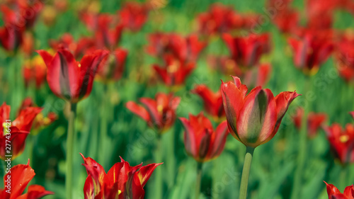 Rare sort of dutch tulips in botanical garden. Shaking greenery by the cool wind.