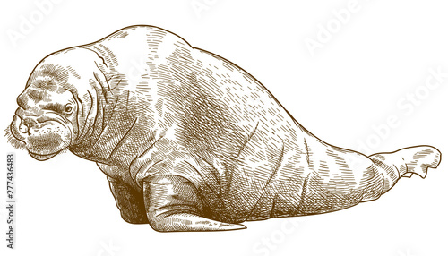 engraving antique illustration of walrus