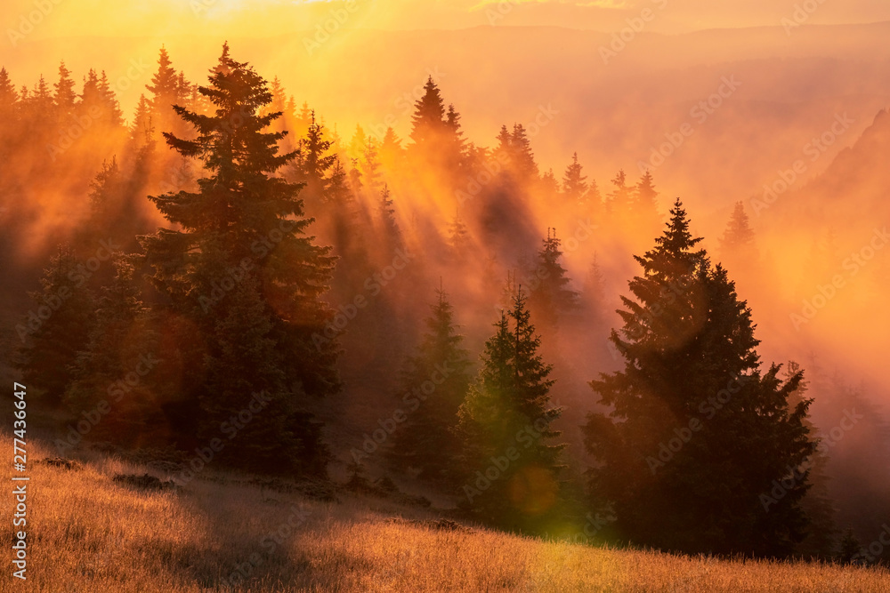 Fototapeta Spektakularny wschód słońca nad mglistym lasem