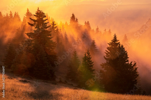 Spectacular sunrise over the foggy forest