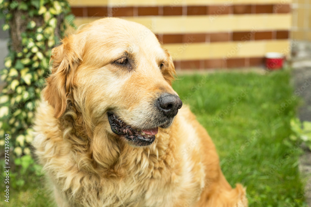 old golden retriever dog