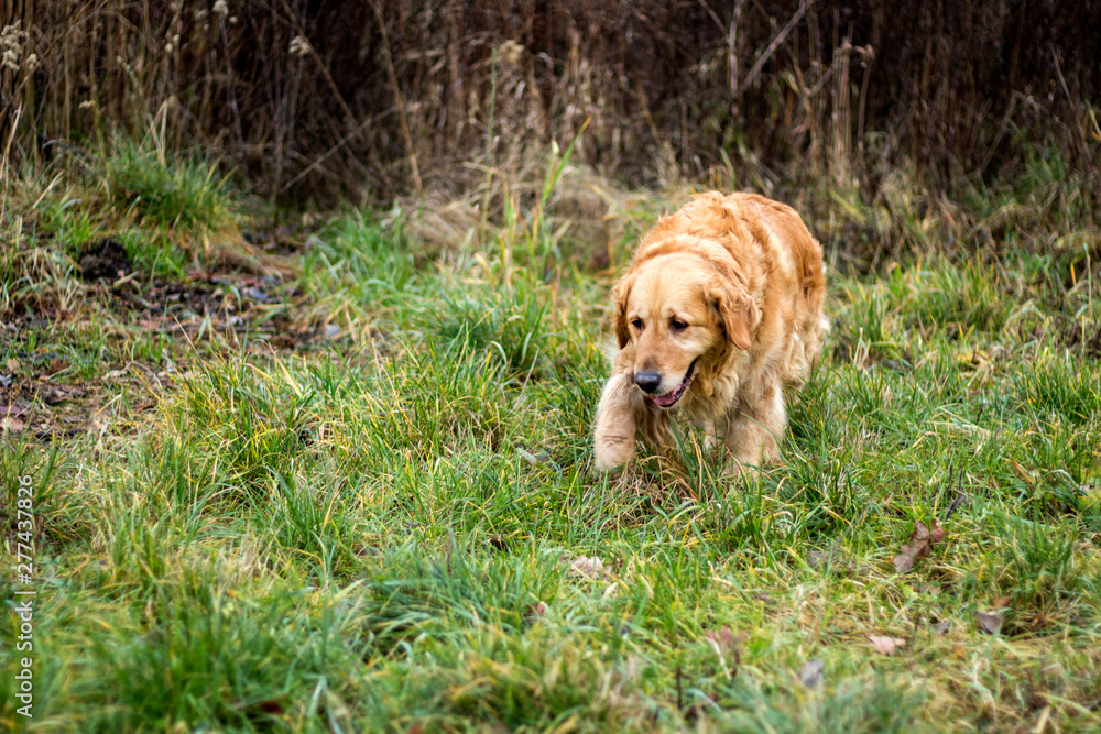 old golden retriever dog old golden retriever dog