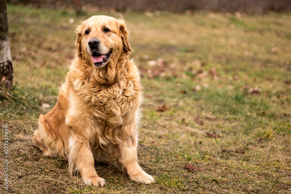 Obraz premium old golden retriever dog