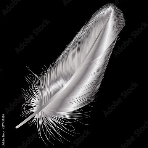 Feather isolated .   Vector illustration.