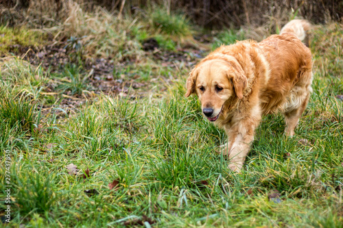 old golden retriever dog