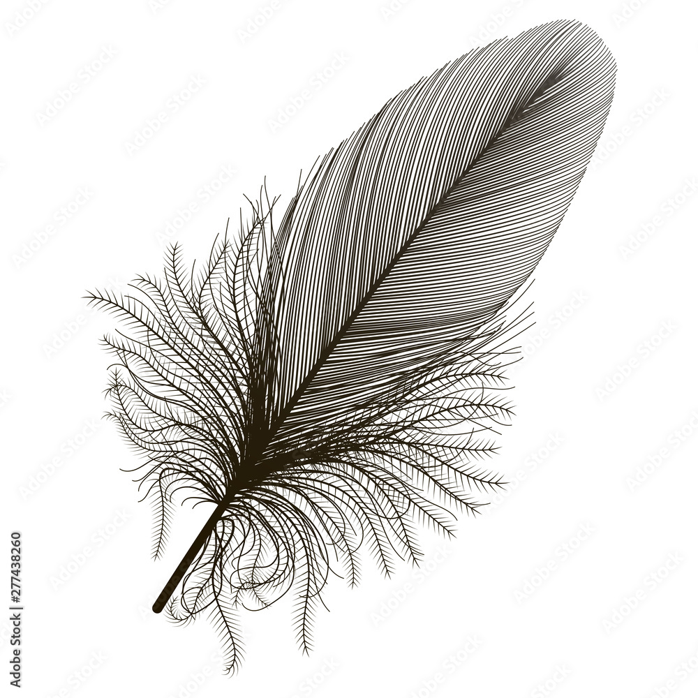 Obraz premium Feather isolated . Vector illustration.