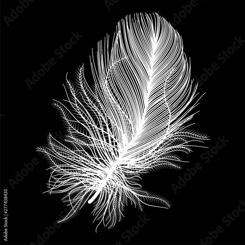 Feather isolated . Vector illustration.
