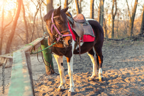 Sadddled alone horse tied to wooden fence in city park or forest waiting for riding on bright sunset autumn day