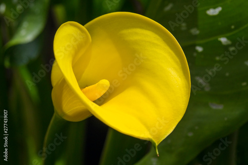 Tablou pe pânză Zantedeschia or Calla Lily