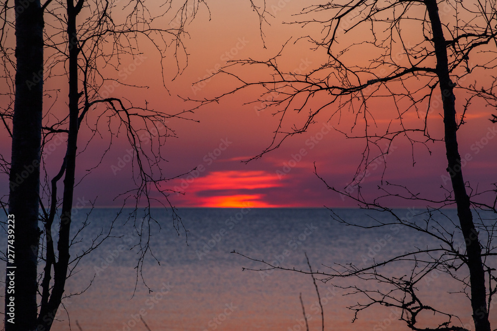 Silhouettes of spring trees without leaves against the backdrop of the rising sun Silhouettes of spring trees without leaves against the backdrop of the rising sun