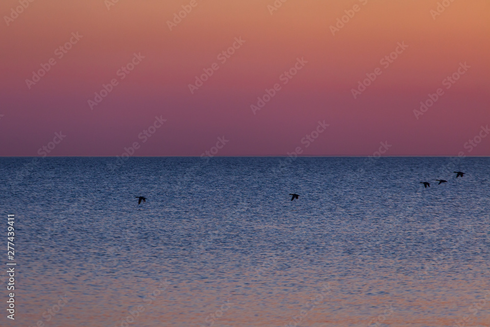 Silhouettes of flying, floating and sitting on the stones ducks on the background of the sun rising from the water