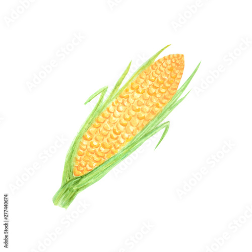 Watercolor painted vegetables. Hand drawn fresh vegan food Corn design elements isolated on white background.