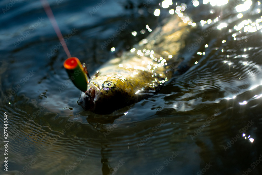 Brown trout being caught in fishing net. Concepts of successful