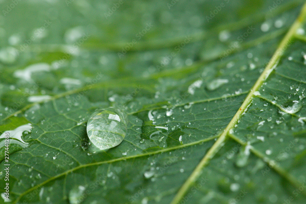 Water drop on green leaf background. Water drop on green leaf background.