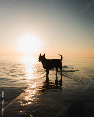 dog sunrise silhouette © Justin