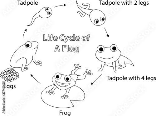 Life cycle of a frog for coloring, vector art