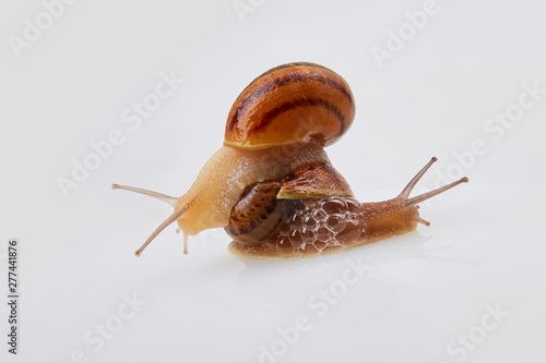 Garden Snails on a white background. Studio shot. Helix Aspersa Muller, Maxima Snail, Organic Farming, Snail Farming. Mollusk snail with brown striped shell